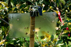 Brown marmorated stink bug trap