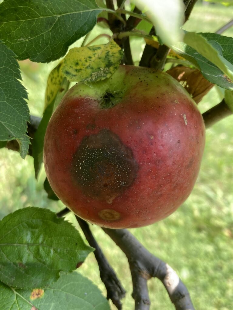 Bitter Rot on Apple