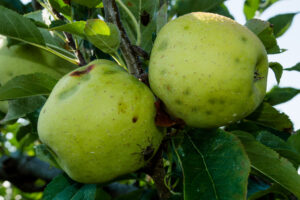 Brown marmorated stink bug damage on apple