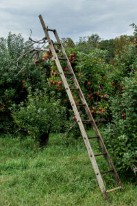 Ladder in apple orchard at harvest