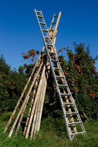 Ladders in apple orchard