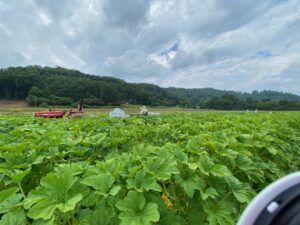 Cover photo for Produce Safety Alliance Trainings in NC (2024-2025)