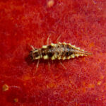 Lacewing larva