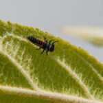 Lady beetle larva