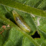 Syrphid fly larva