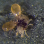 N. fallacis predatory mite feeding on twospotted spider mite