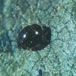 Stethorus punctum (black lady beetle) adult