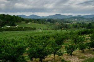 Apple orchard after petal fall