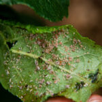 Rosy apple aphids on apple leaf