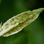 Green apple aphids on apple leaf