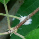 Woolly apple aphid on apple twig