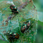 Japanese beetles on apple leaf