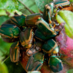 Green june beetles on apple