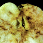 Apple maggot damage to fruit