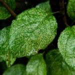 White apple leafhopper damage on apple leaves