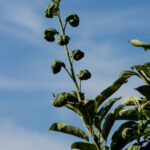 Potato leafhopper damage on apple leaves