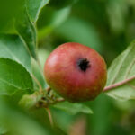 Codling moth injury to apple