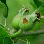 Green fruitworm damage to apple