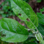 Green fruitworm feeding damage on apple leaves