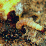 Dogwood borer larva