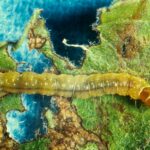 Variegated leafroller larva