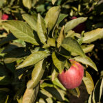 Apple leaves damaged by European red mite