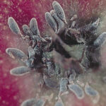 Oystershell scale on apple fruit