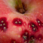 San Jose scale on apple fruit