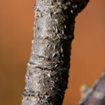 Oystershell scale on apple twig