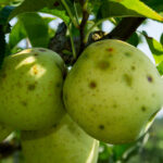 Brown marmorated stink bug damage on apple