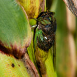 Annual cicada