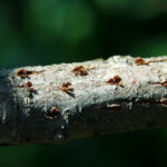Periodical cicada damage on apple branch