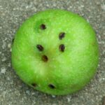 Plum curculio oviposition scars on apple
