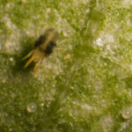Two-spotted spider mite adult and eggs
