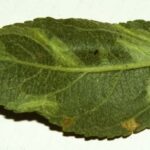 Spotten tentiform leafminer mines on apple leaf