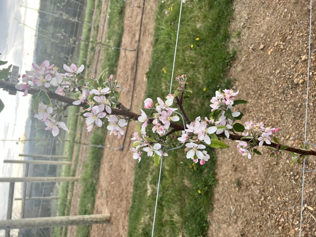 Bloom on 'Gala' Apple