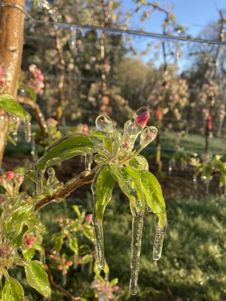Flower cluster coated with ice following frost protection (overhead irrigation).