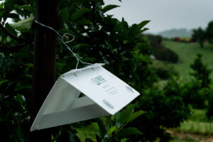 Insect trap in apple orchard