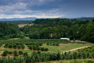 Mountain Horticultural Crops Research Station apple orchard