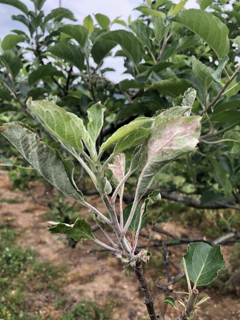 Primary Powdery mildew on apple