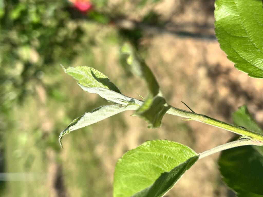 Elongation Apple Shoot