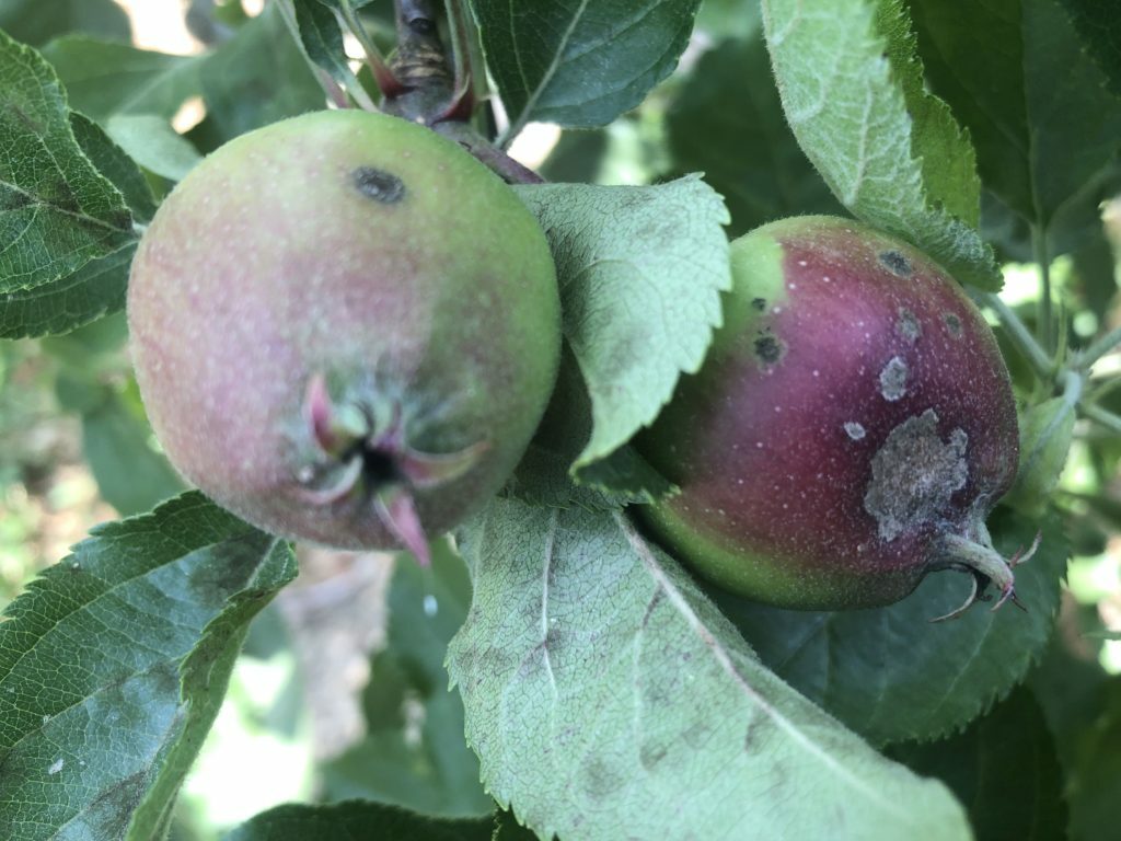 Early Apple Scab on Fruit and Leaves