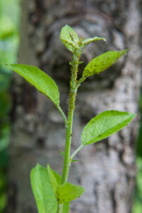 Green apple aphids on apple tree shoot