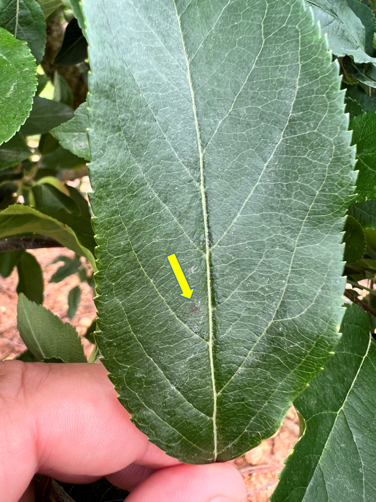 Early GLS on leaves