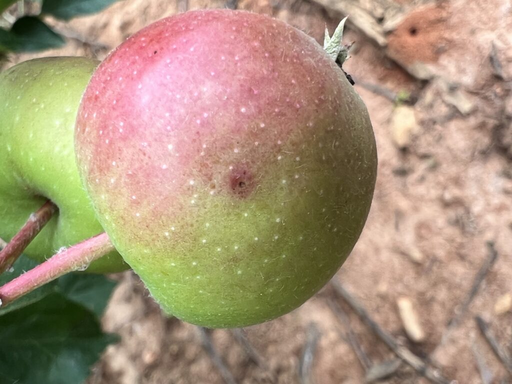 Early symptoms of Bitter rot on fruit