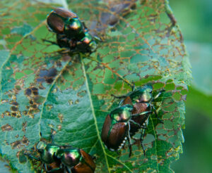 Japanese beetles