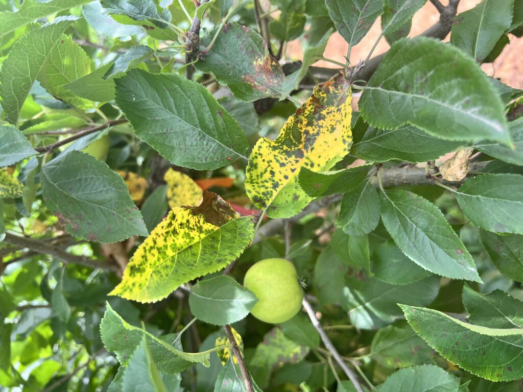 Marssonina Leaf blotch on Gala apple