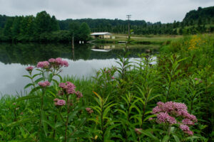 Milkweed by orchard irrigation pond at Mountain Horticultural Crops Research Station