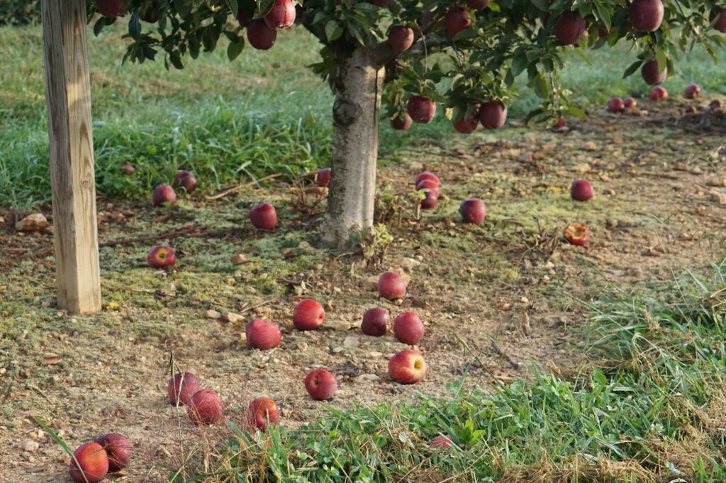 Preharvest fruit drop of 'Red delicious' apples laying on the ground under a tree.