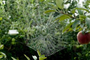 Spider web and trap in apple orchard